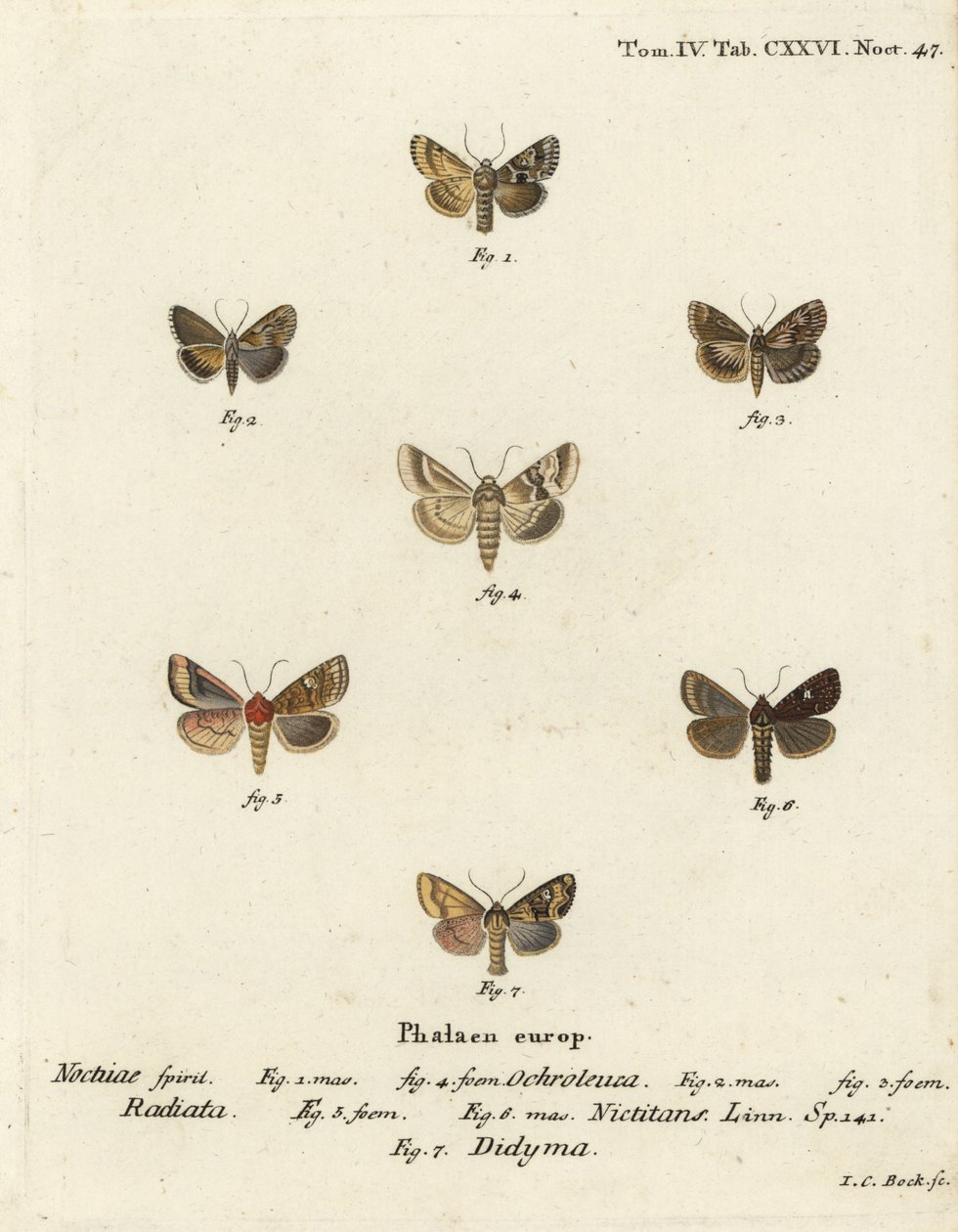 Dusky sallow ، Eremobia ochroleuca 1،4 ، Cynaeda Dentalis 2،3 ، عثة الأذن ، Amphipoea oculea 5،6 ، والريفي الشائع ، Mesapamea secalis 7. نقش على لوح نحاسي ملون يدويًا بواسطة يوهان كارل بوك بعد Eugenius Johann Christoph Esper's Die Schmetterlinge في أبي بواسطة يوهان كارل بوك