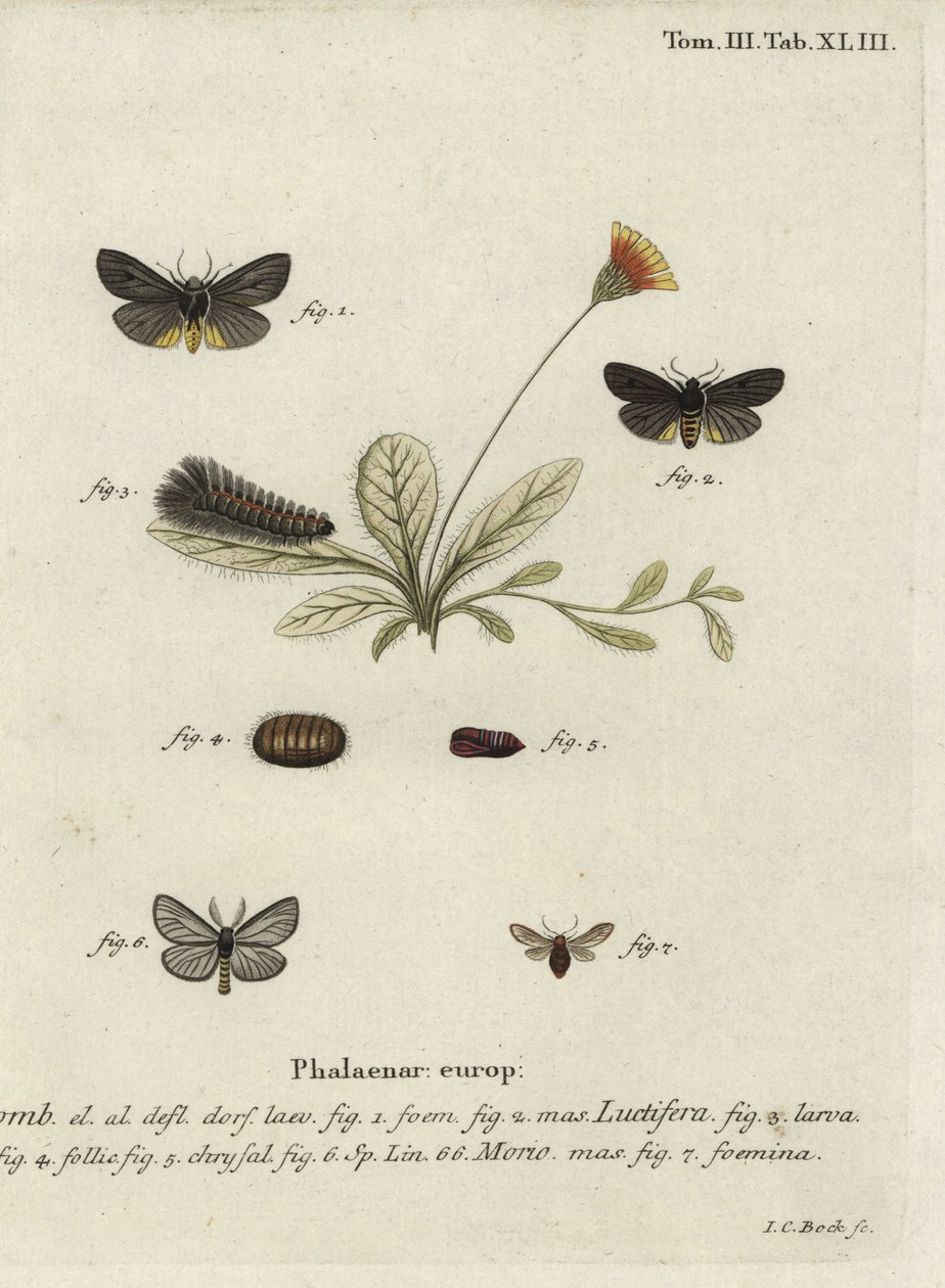 Epatolmis Caesarea و Penthophera morio moths. بواسطة يوهان كارل بوك