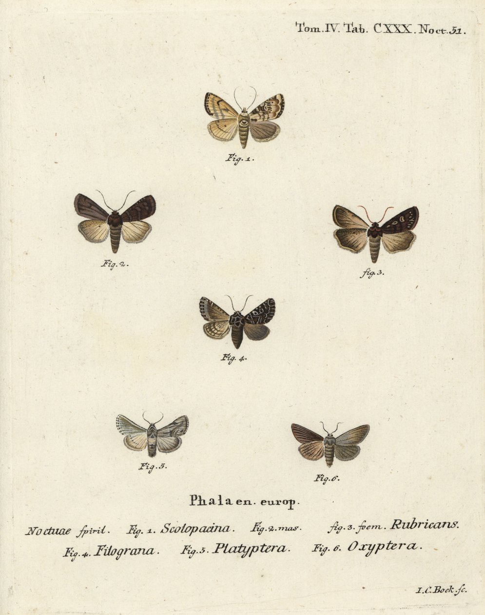 سهام الحديقة ، Euxoa nigricans 1-3 ، Hadena filograna 4 ، antirrhinum brocade ، Calophasia platyptera 5 ، Simyra nervosa 6. نقش على لوح نحاسي ملون يدويًا بواسطة يوهان كارل بوك بعد Eugenius Johann Christoph Esper's Die Butterflies في الرسوم التوضيحية بع بواسطة يوهان كارل بوك