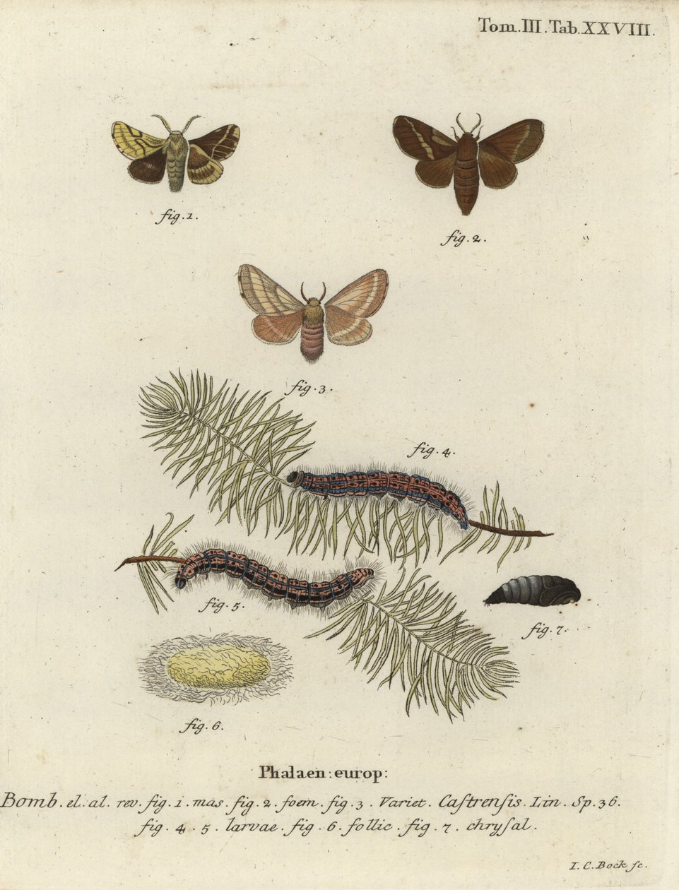 عثة خادم الأرض ، Malacosoma castrense. بواسطة يوهان كارل بوك