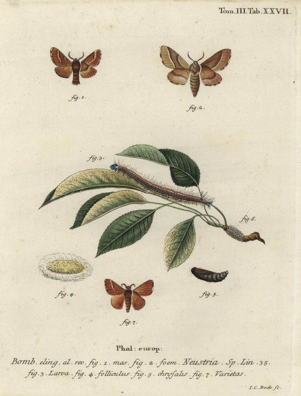 عثة لاكي ، Malacosoma neustria. بواسطة يوهان كارل بوك