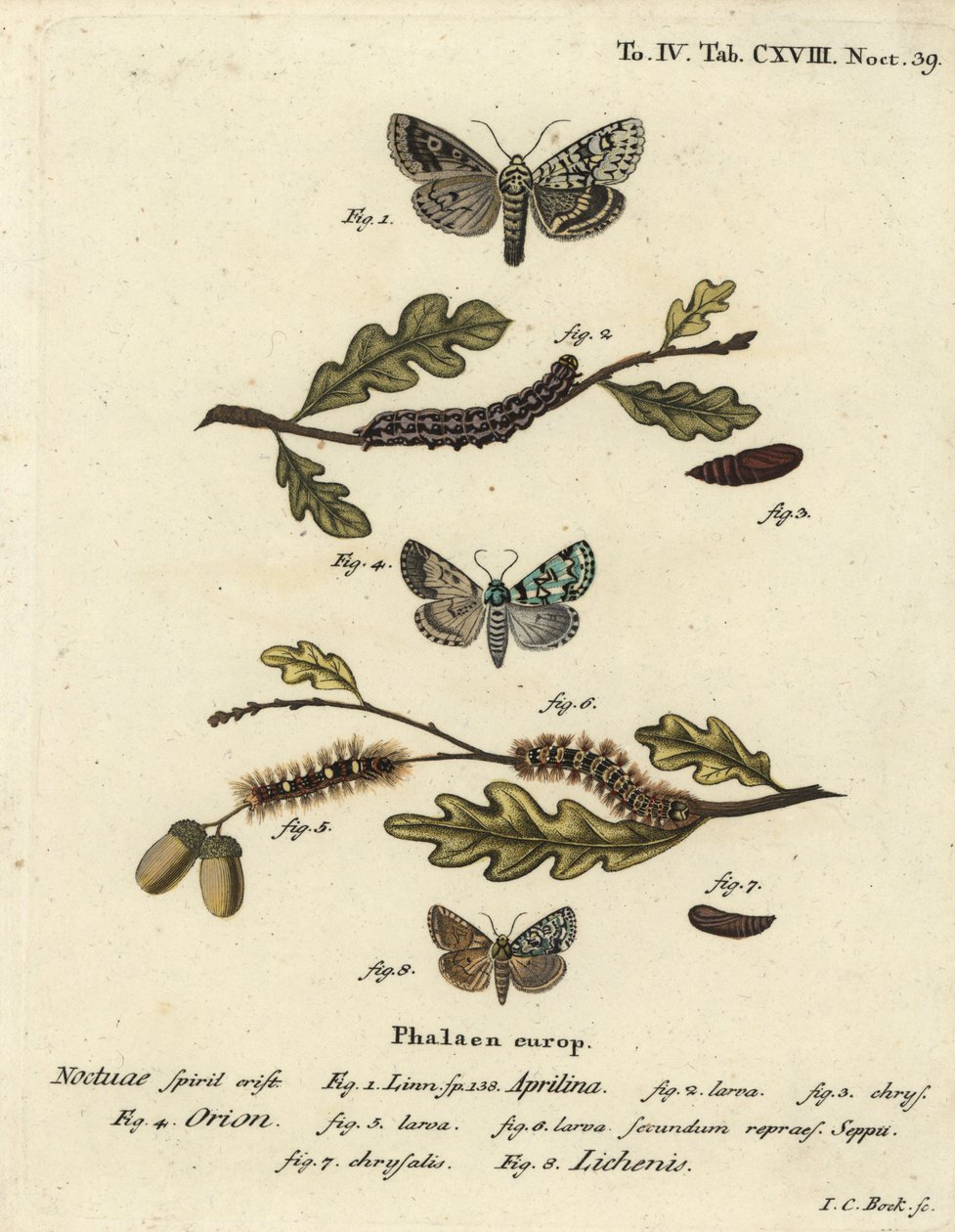 Merveille du jour ، Dichonia aprilina 1-4 ، نادر merveille du jour ، Moma alpium 5-7 ، والأخضر الرخامي ، Cryvia Muralis 8. نقش على لوح نحاسي ملون يدويًا بواسطة يوهان كارل بوك بعد Eugenius Johann Christoph Esper's Die Schmetterlinge في Abbildungen nach بواسطة يوهان كارل بوك
