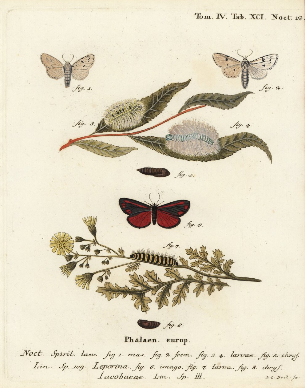 عثة ميلر ، Acronicta leporina 1-5 ، وعثة الزنجفر ، Tyria jacobaeae 6-8. نقش على لوح نحاسي ملون يدويًا بواسطة يوهان كارل بوك بعد كتاب يوجينيوس يوهان كريستوف إسبير ، الفراشات في صور من الطبيعة ، إرلانجن بواسطة يوهان كارل بوك