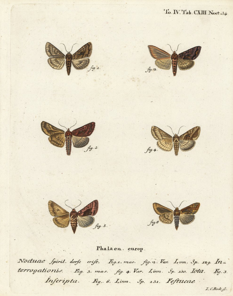 الفضة النادرة Y ، Syngrapha interrogationis 1 ، 2 ، ذهبي عادي Y ، Autographa jota 3-5 ، بقعة ذهبية ، Plusia فيستوكاي 6. نقش على لوح نحاسي ملون يدويًا بواسطة يوهان كارل بوك بعد Eugenius Johann Christoph Esper للفراشات في الرسوم التوضيحية بعد Nat بواسطة يوهان كارل بوك