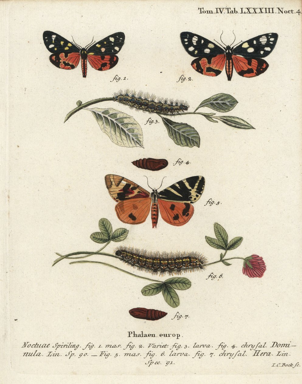 عثة النمر القرمزي ، Callimorpha dominula 1-4 ، وعثة النمر جيرسي ، Euplagia quadripunctaria 5-7. نقش على لوح نحاسي ملون يدويًا بواسطة يوهان كارل بوك بعد كتاب يوجينيوس يوهان كريستوف إسبير ، الفراشات في صور من الطبيعة ، إرلانجن بواسطة يوهان كارل بوك