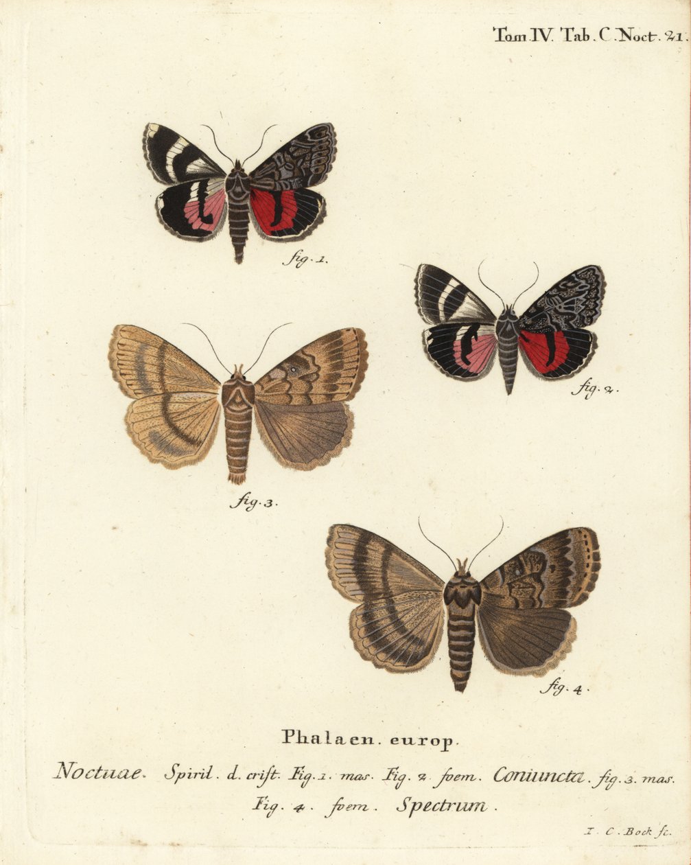عثة الجناح السفلي ، Catocala coniuncta 1،2 ، و Apopestes الطيف 3،4. Noctua coniuncta ، طيف Noctua. نقش على لوح نحاسي ملون يدويًا بواسطة يوهان كارل بوك بعد موت شميتيرلينج لأوجينيوس يوهان كريستوف إسبير في أبيلدونجن ناتش دير ناتور ، إرلانجن بواسطة يوهان كارل بوك