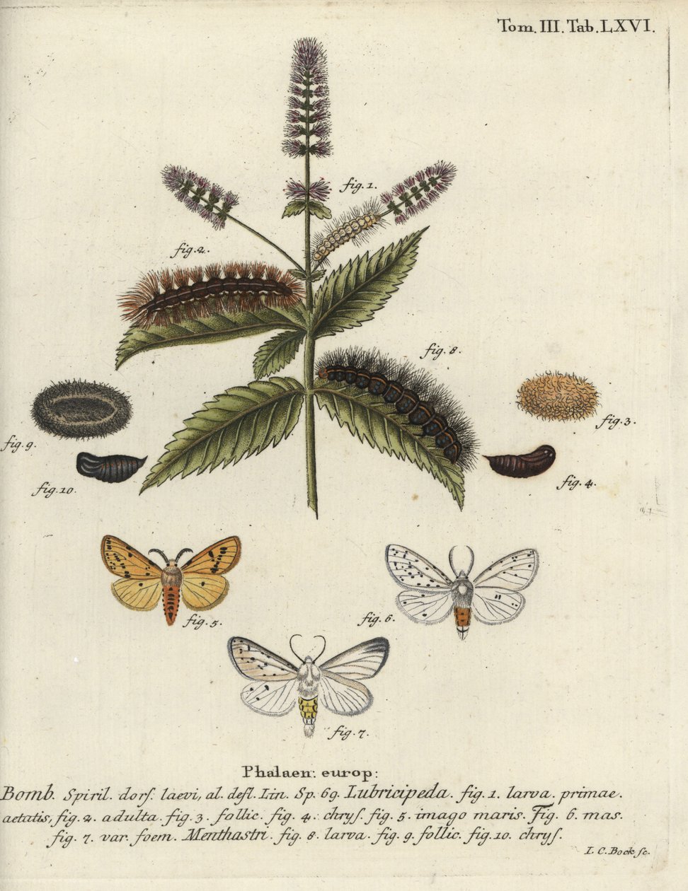 الفقم الأبيض ، Spilosoma lubricipeda. بواسطة يوهان كارل بوك
