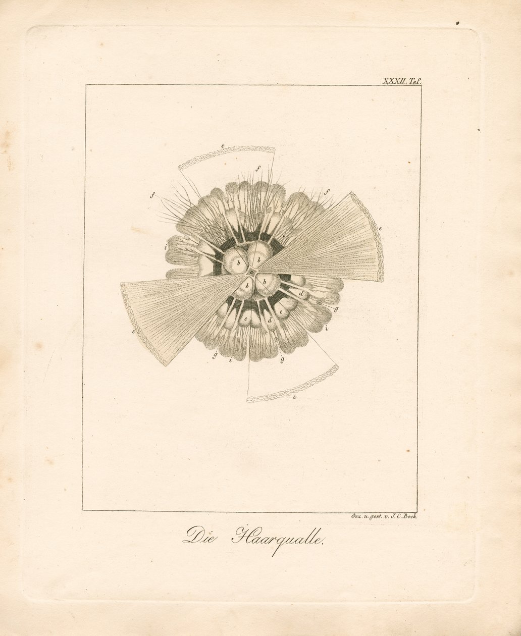 قنديل البحر بدة الأسد (نقش على النحاس) بواسطة 