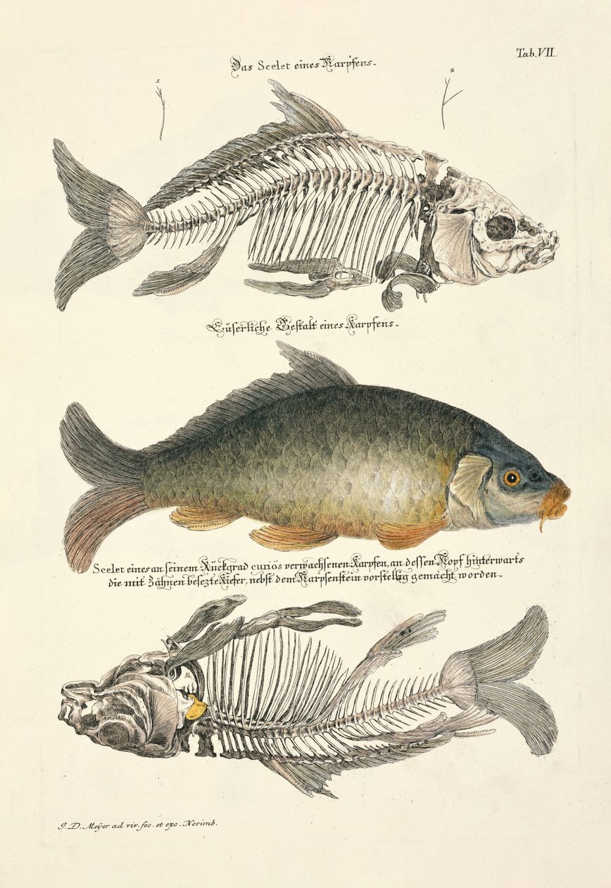 سمك الشبوط الشائع مع الهيكل العظمي بواسطة 