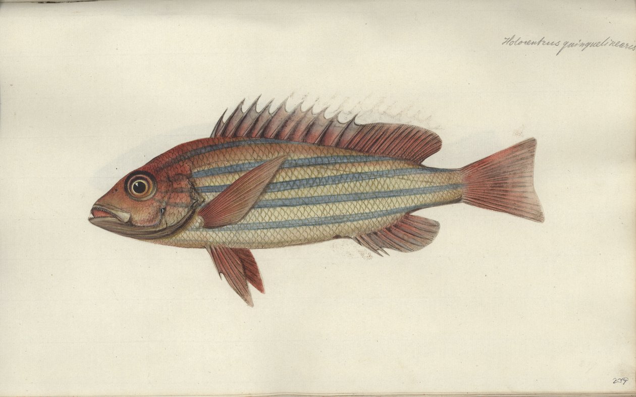 Lutjanus quinquelineatus قبل 1790 بواسطة يوهان فريدريش هنيج