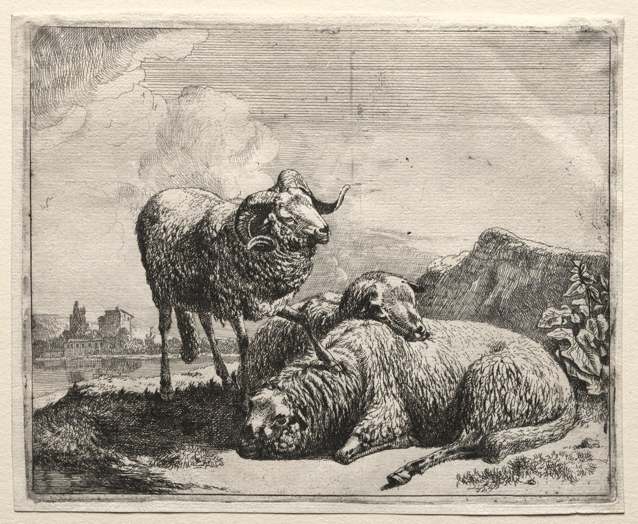رام واثنين من الأغنام ، 1665. بواسطة يوهان هاينريش روس