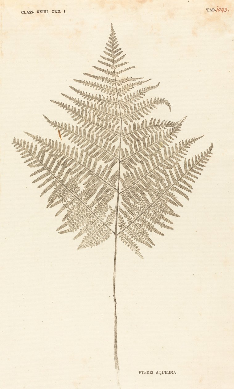 Pteris Aquilina بواسطة يوهان هيرونيموس كنيفوف