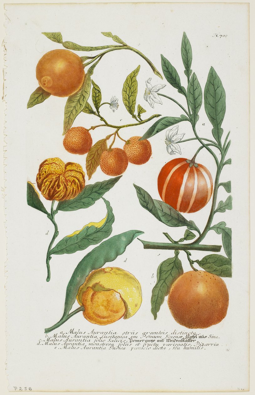 ae Malus Aurantia وما إلى ذلك ، من Phytanthoza Iconographia ، 1735-45 بواسطة يوهان جاكوب هيد
