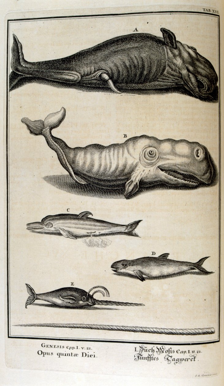 نقش على الصفيحة النحاسية من "Physica Sacra" بواسطة الباحث السويسري. يوهان جاكوب شيوتشر بواسطة يوهان جاكوب شيوتشر