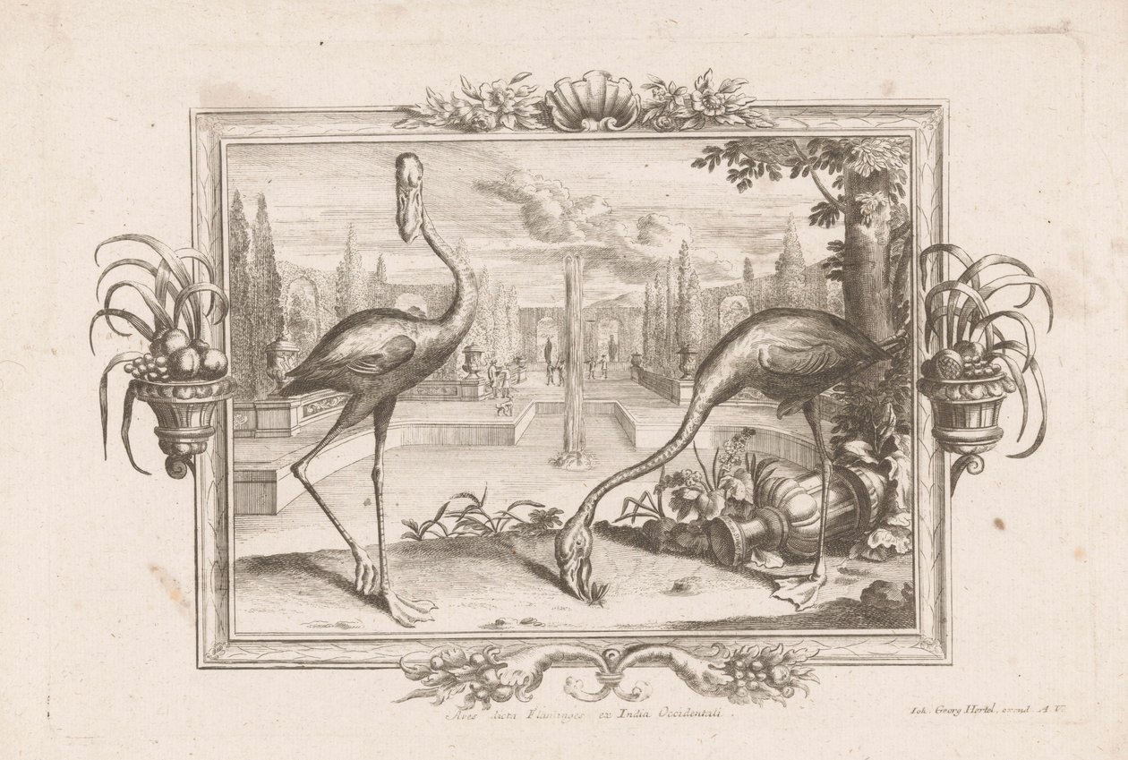 توي فلامنغو Aves Dicta Flaminges ex India Occidentali (العنوان على الكائن) بواسطة يوهان جاكوب ستيلزر