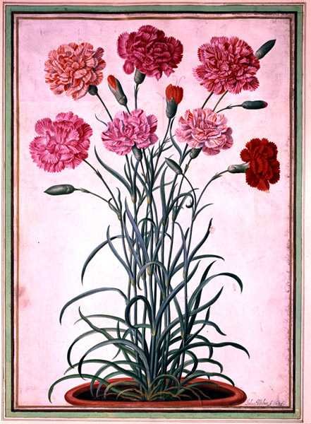 قرنفل ينمو من إناء ، اللوحة 25 من Nassau Florilegium (ألوان مائية على ورق) بواسطة يوهان جاكوب والثر