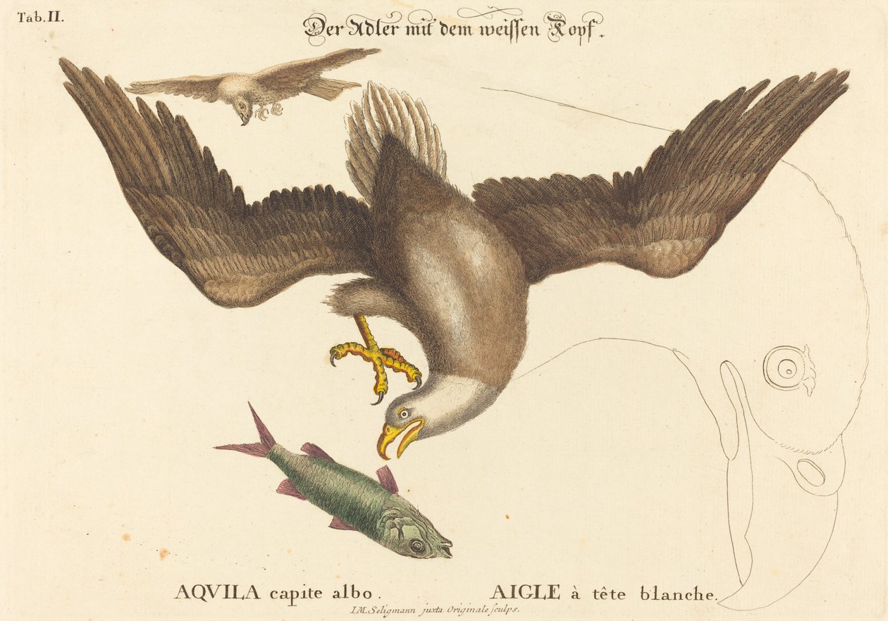 النسر الأصلع (Falco leucocephalus) بواسطة يوهان مايكل سيليجمان بعد مارك كاتيسبي