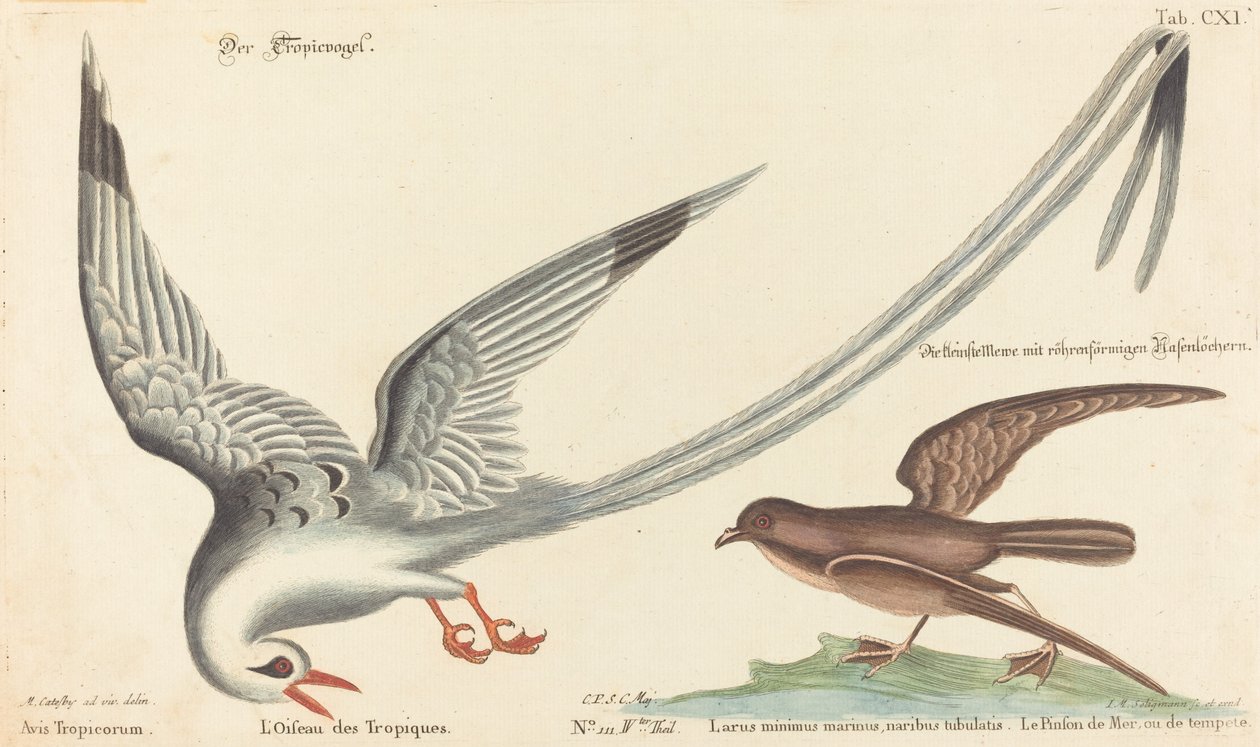 الطائر المداري (Phaeton aethereus) بواسطة يوهان مايكل سيليجمان بعد مارك كاتيسبي