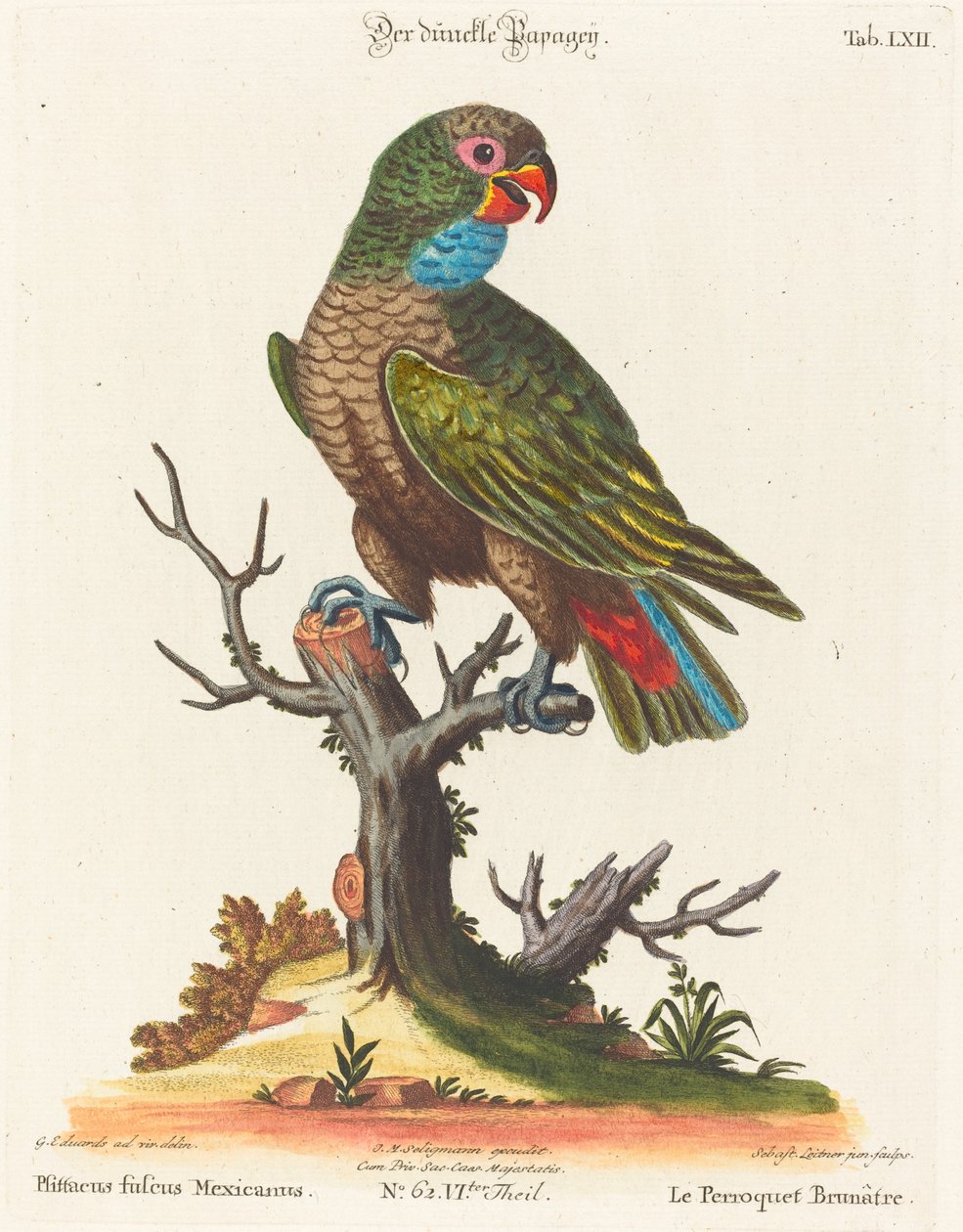 ببغاء (Le Parrot Brunatre. Pfittacus Fulcus Mexicanus) بواسطة يوهان سيباستيان ليتنر بعد جورج إدواردز