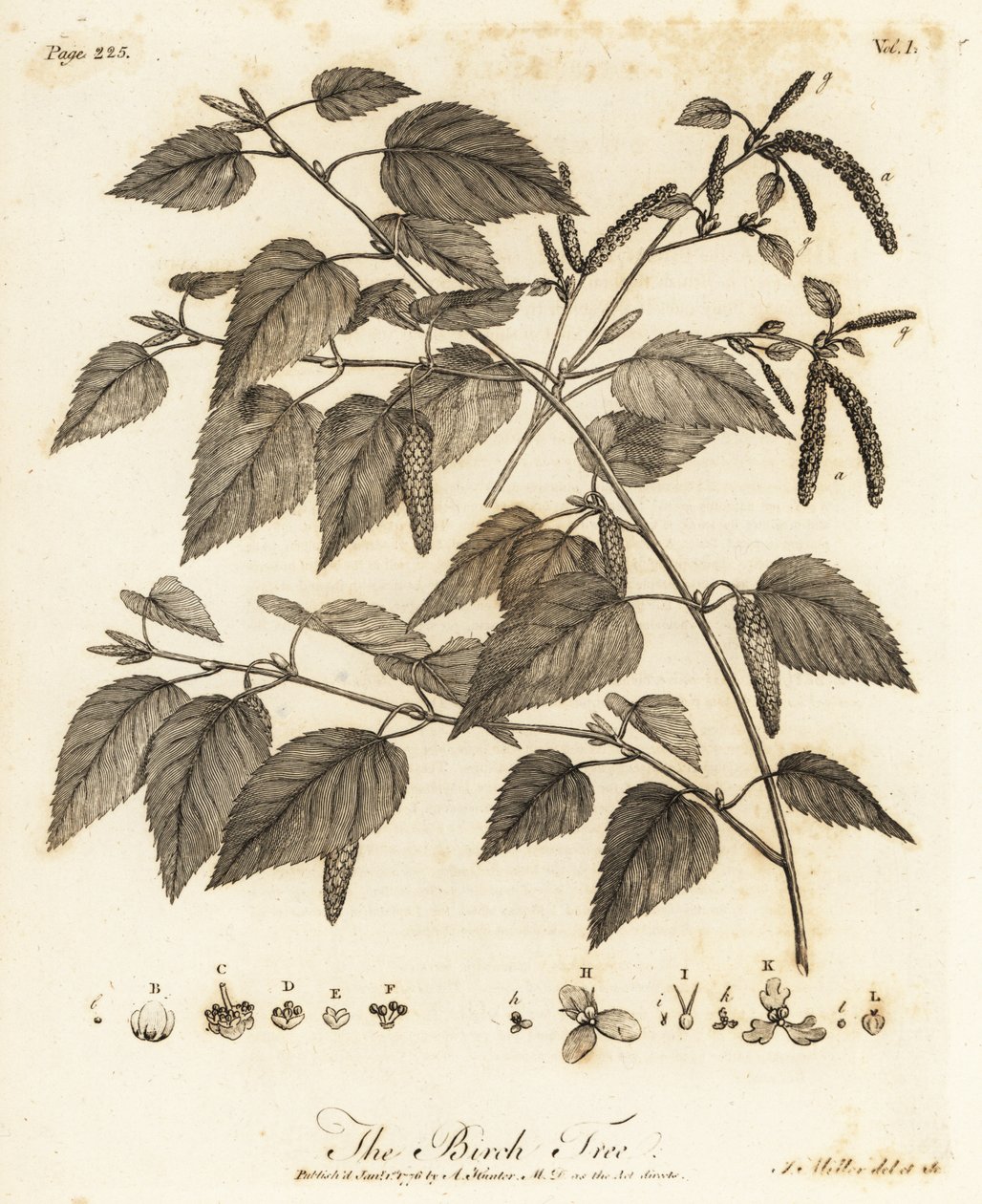 خشب البتولا الناعم ، Betula pubescens. بواسطة يوهان سيباستيان مولر