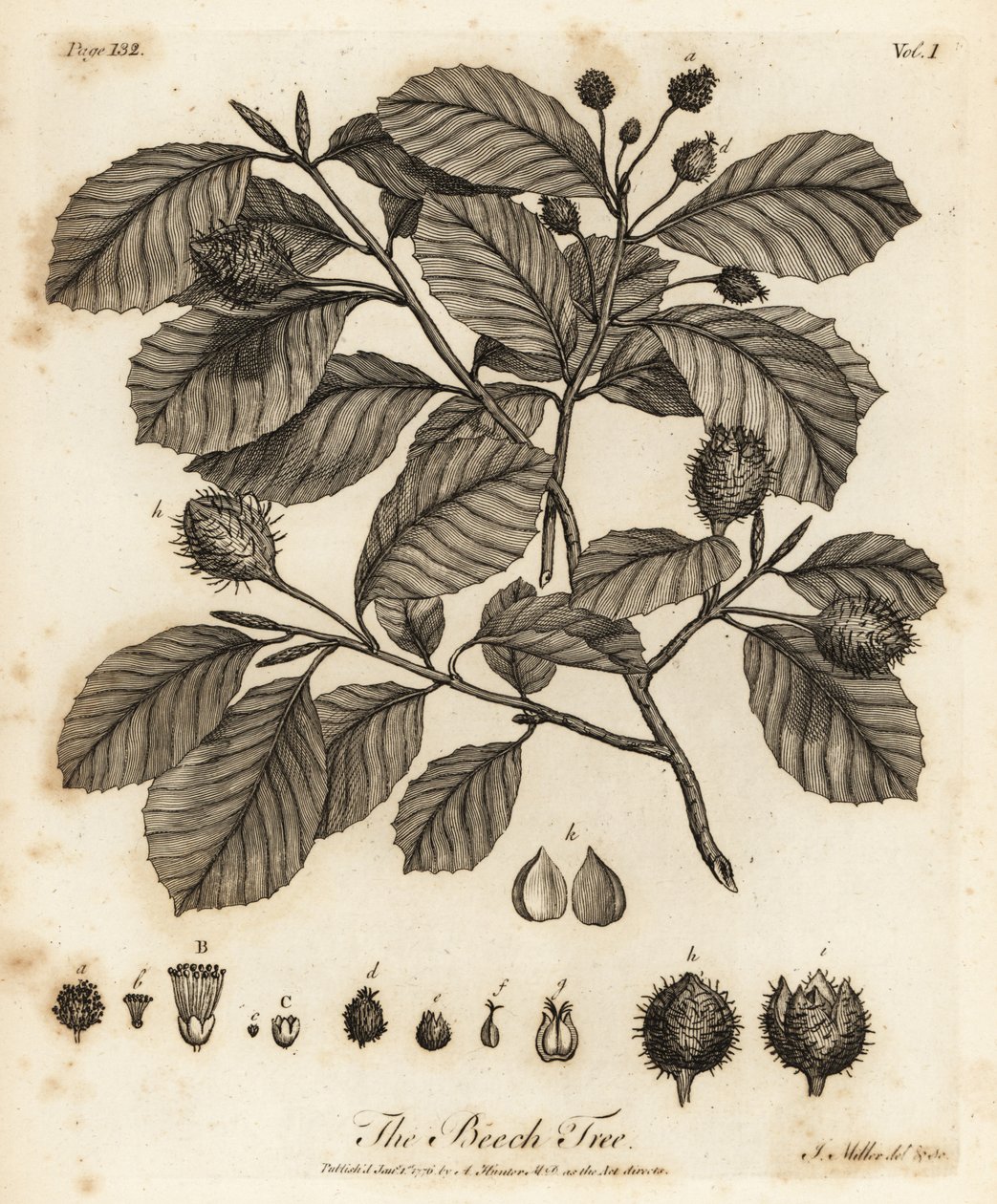 الزان الأوروبي أو الزان الشائع ، Fagus sylvatica. بواسطة يوهان سيباستيان مولر