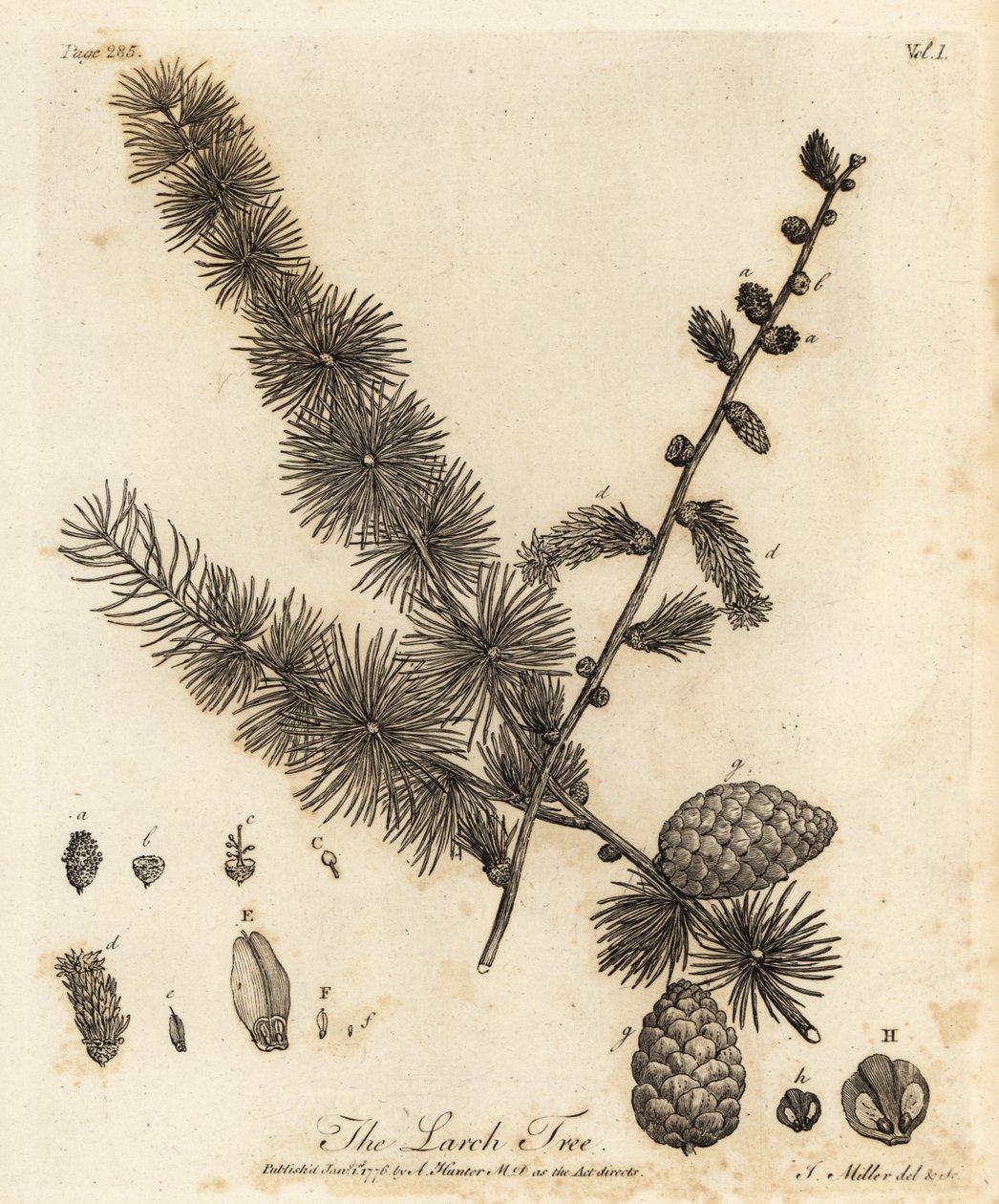 اللاريس الأوروبية ، Larix decidua. بواسطة يوهان سيباستيان مولر