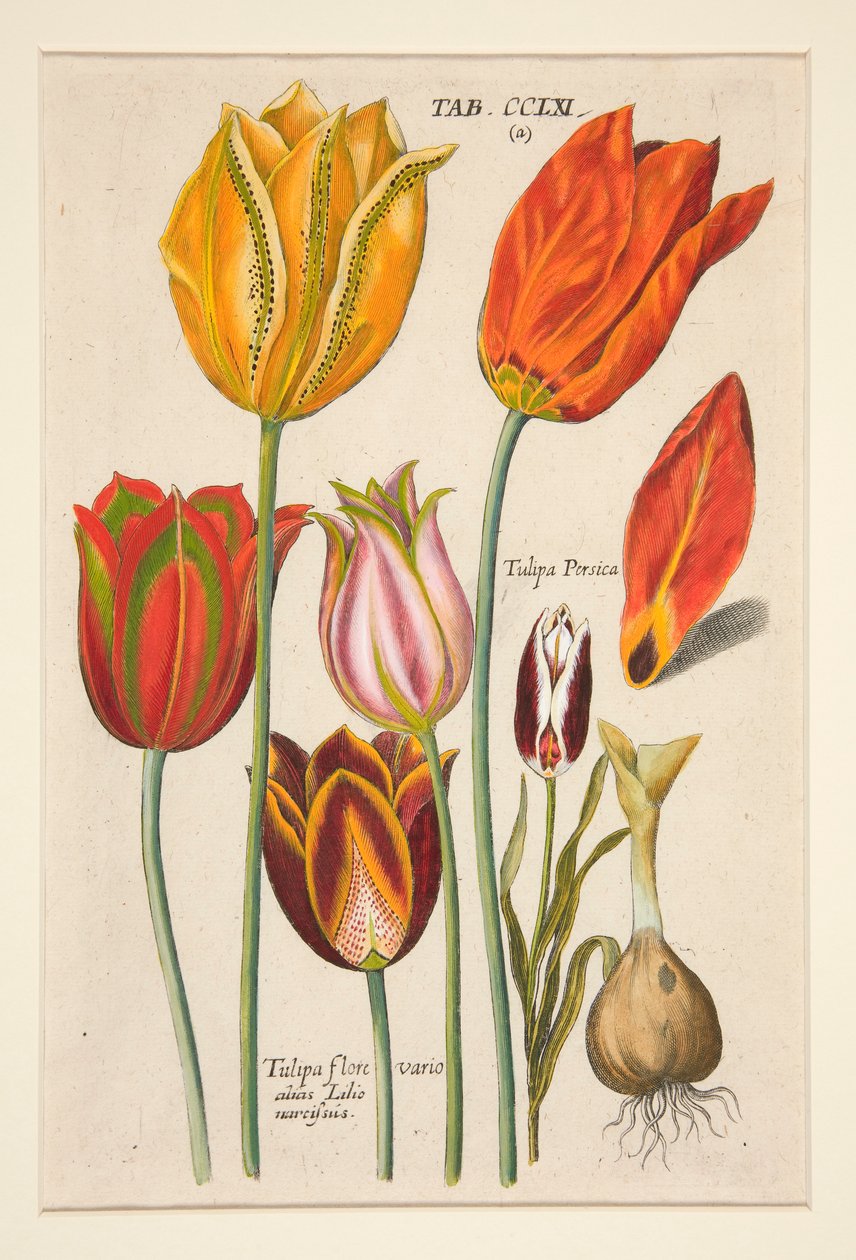 Florilegium جديد ، هذا هو أكبر أشعة من الزهور والنباتات (لوحة زهرة) ؛ (الزنبق) ؛ من مجموعة من 81 طبق بواسطة يوهان ثيودور دي بري
