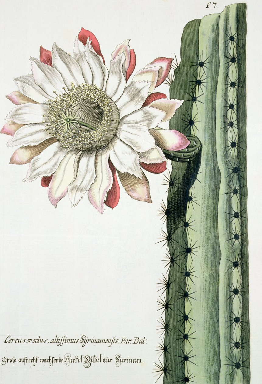 تنبيهات ارتفاع اللمعان من حقنة سيرينامينسيس من Phythanthoza Iconographica المنشورة في ألمانيا ، 1737-45 بواسطة يوهان فيلهلم وينمان