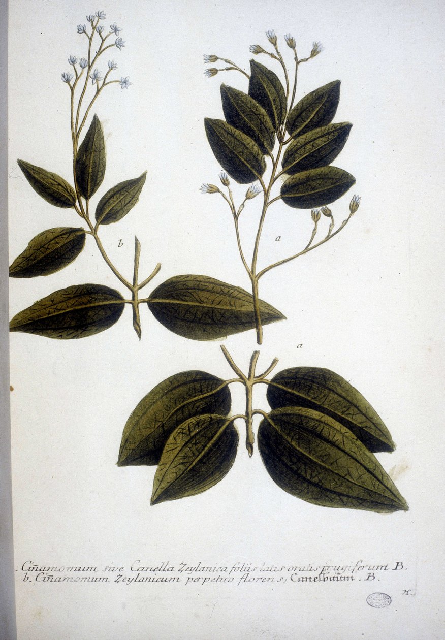 Cinnamomum Zeylanicum (سيلان Cinnamomum) - نقش على المعشبة بواسطة J.W. واينمان عام 1737. بواسطة يوهان فيلهلم وينمان
