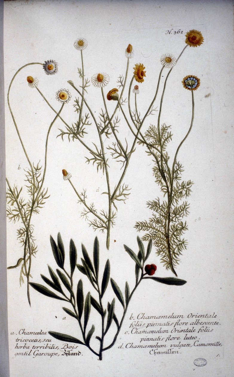 عدة أنواع من Chamaemelum (البابونج) - في "" Herbarium بواسطة JWWeinmann في عام 1737. بواسطة يوهان فيلهلم وينمان