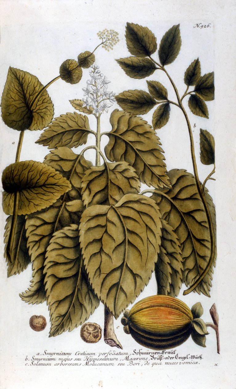 Smyrnium Cretium perfoliatum - Maceron de Crete أو Maceron perfolia. لوحة مأخوذة من معشبة J.W Weinmann بواسطة يوهان فيلهلم وينمان