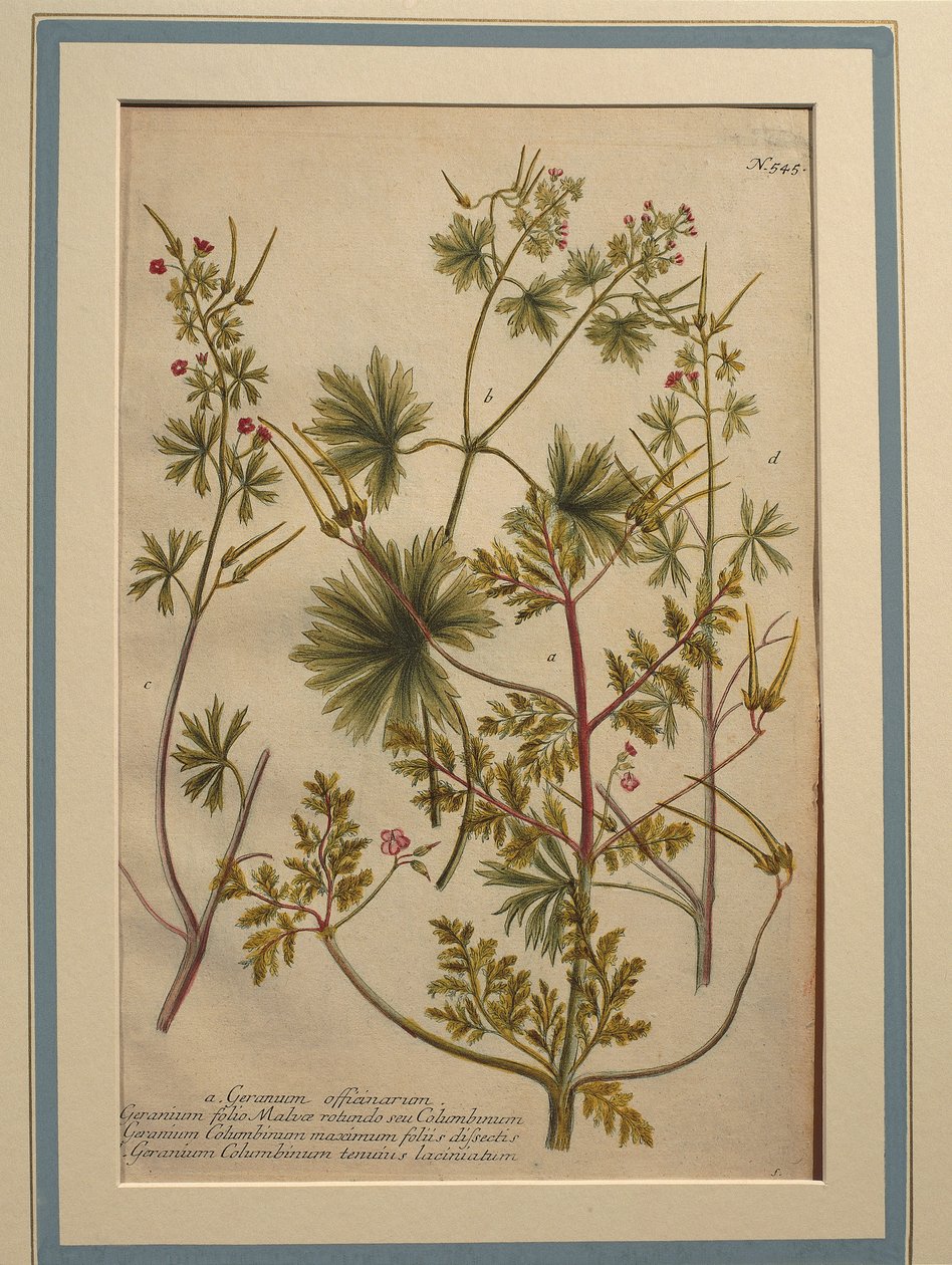 Herb Robert (Geranium robertianum) ، نقش ملون بواسطة يوهان فيلهلم واينمان