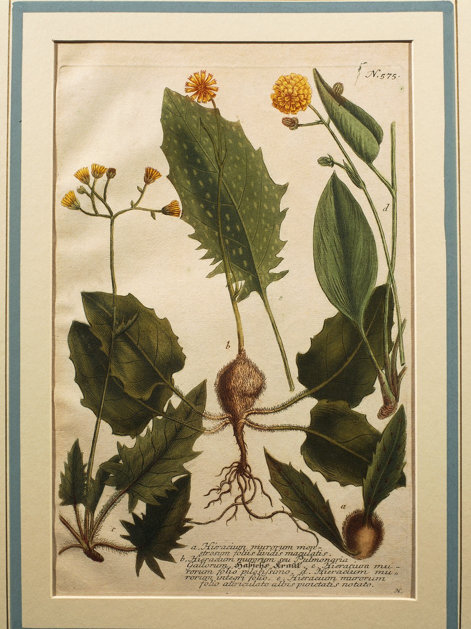 جدار الصقر (Hieracium murorum) ، نقش ملون بواسطة يوهان فيلهلم واينمان