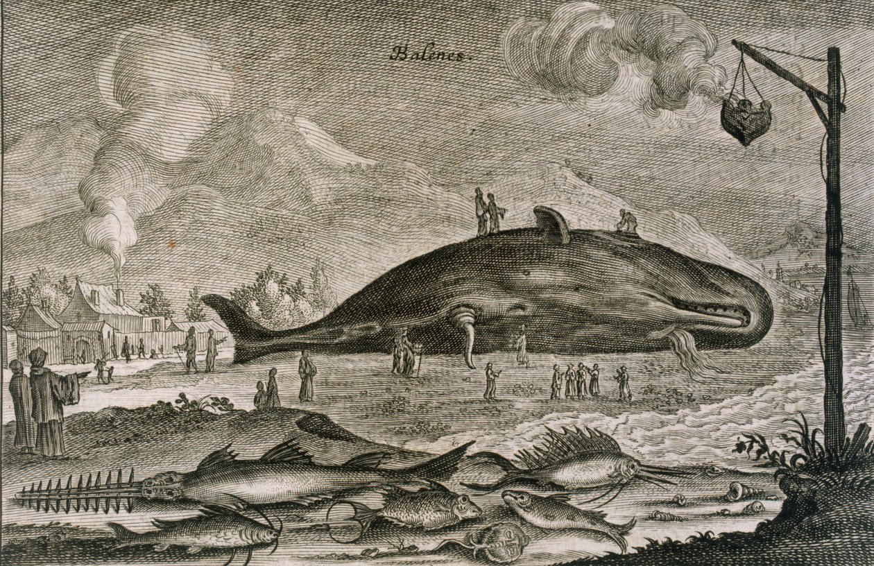 حوت منوي على الشاطئ مع مجموعة متنوعة من الأسماك الأخرى من المياه الصينية ، 1665 بواسطة يوهانس نيوهوف