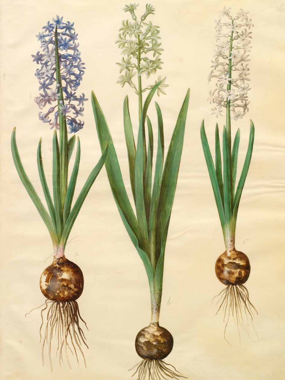 Hyacinthoides orientalis simp et pl بواسطة يوهانس سيمون هولتزبيشر