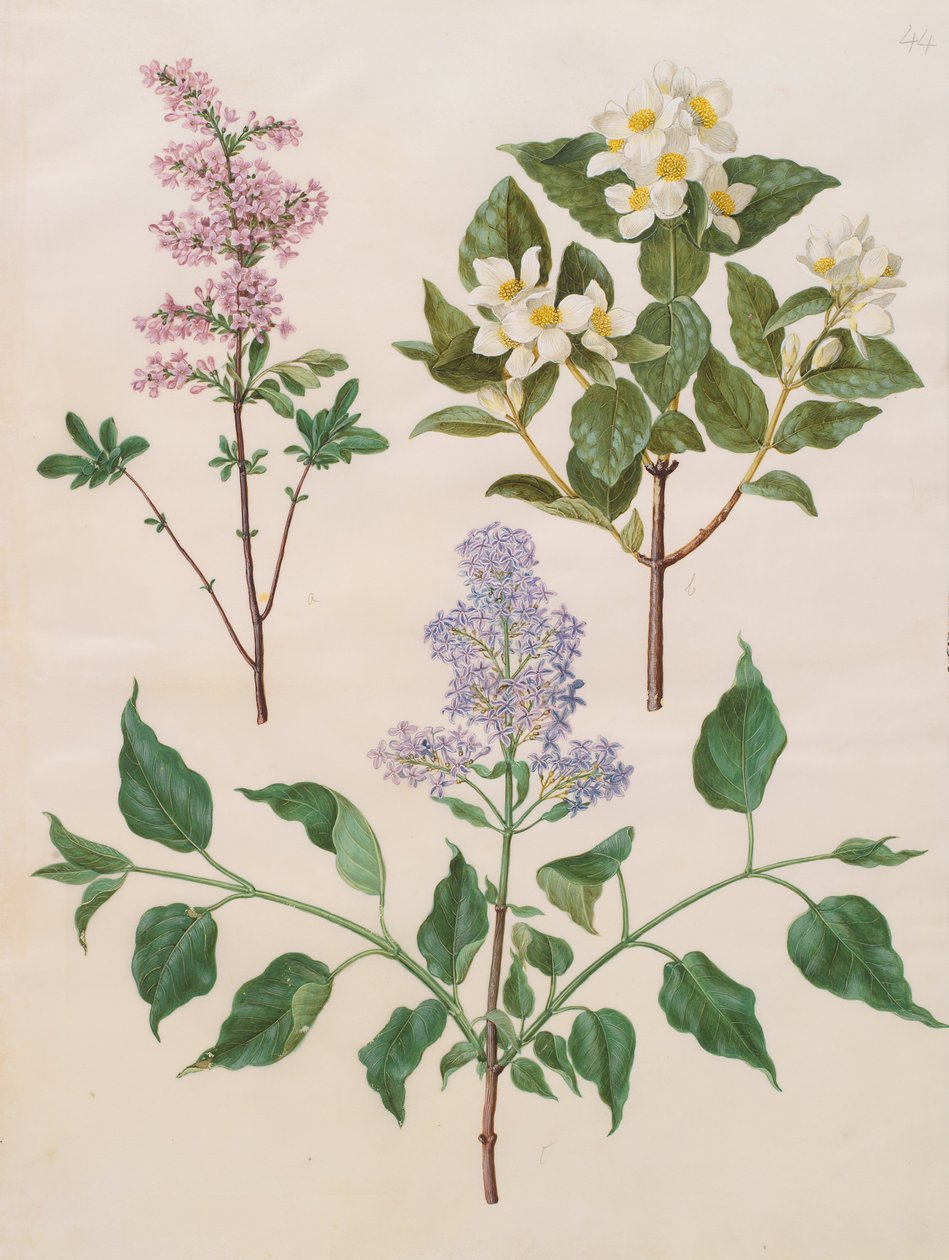 سيرينجا × بيرسيكا. فيلادلفيا ؛ Syringa الشائع بواسطة يوهانس سيمون هولتزبيشر