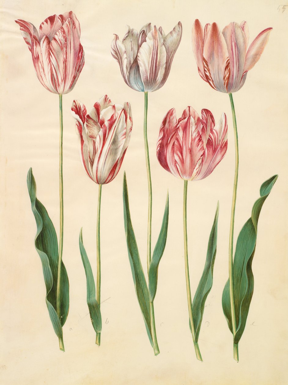 Tulipa gesneriana بواسطة يوهانس سيمون هولتزبيشر