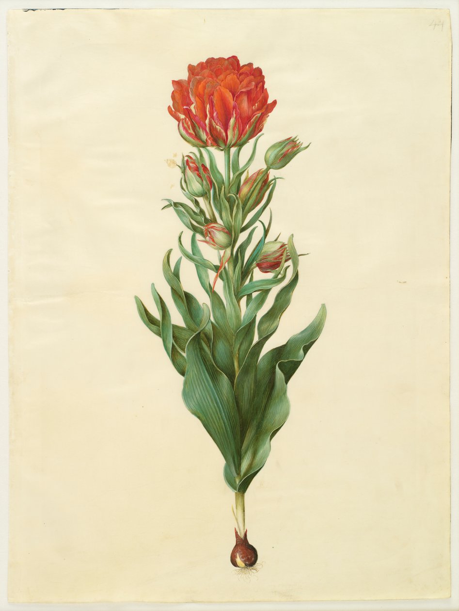 Tulipa gesneriana بواسطة يوهانس سيمون هولتزبيكر
