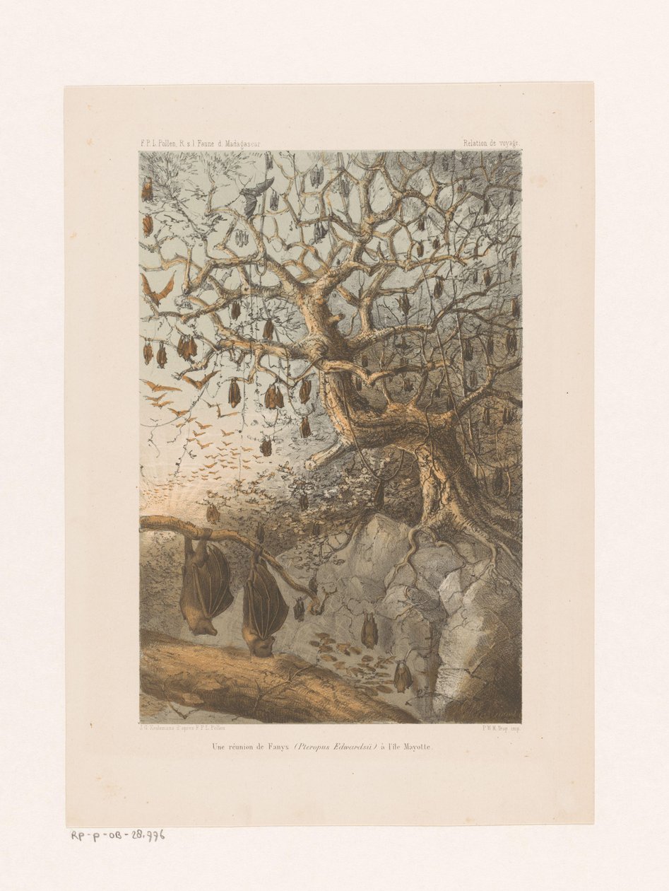 Vleermuizen في een boom اجتماع Fanys (Pteropus Edwardsii) في جزيرة مايوت (العنوان على الكائن) علاقة السفر (عنوان السلسلة على الكائن) بواسطة يوهانس جيراردوس كيوليمانز