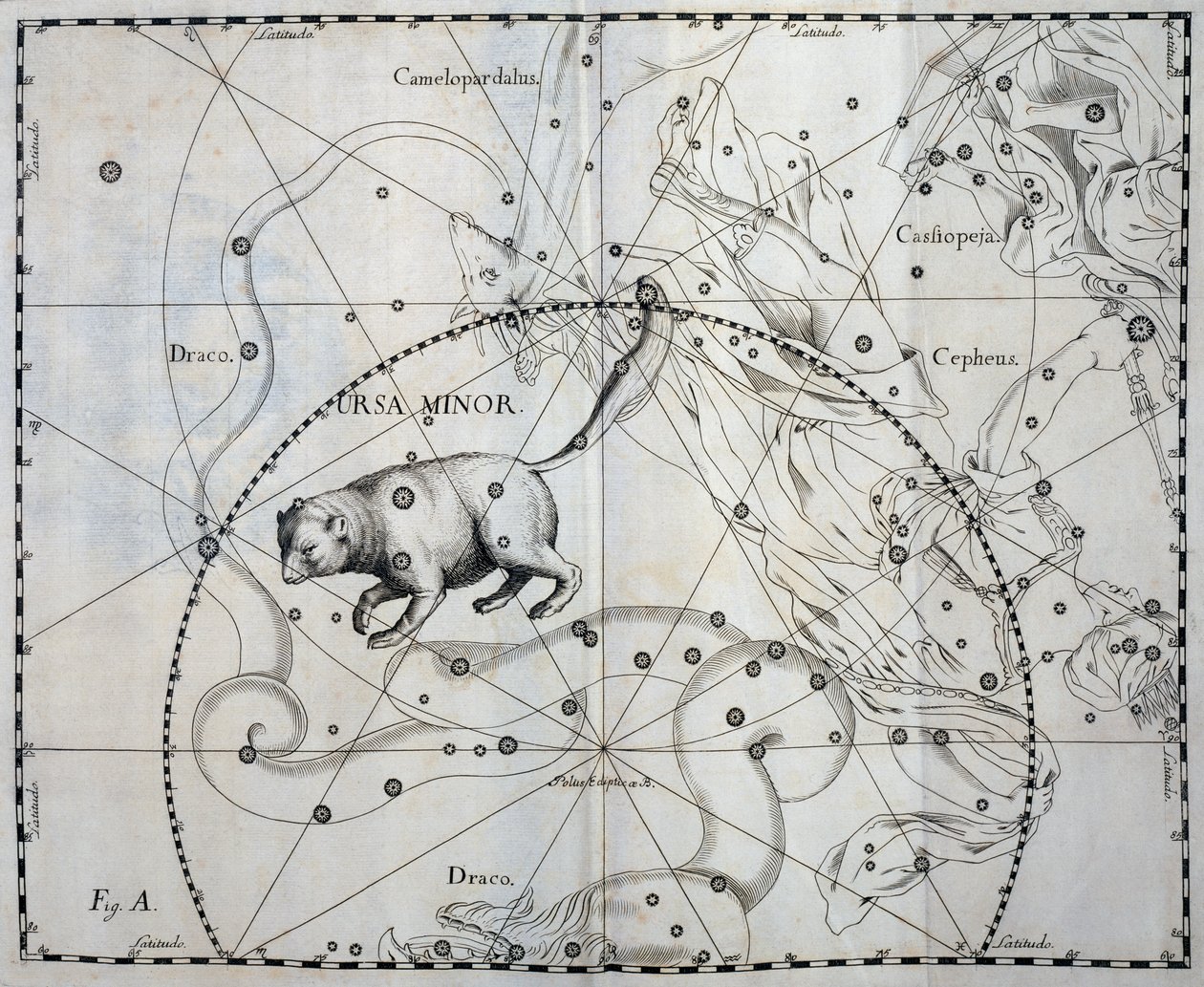 Ursa Minor ، كوكبة شمالية من Ursa Minor ، نقش من الأطلس السماوي Firmamentum Sobiescianum sive Uronographia ، بقلم يوهان هيفيليوس (1611-1687) ، غدانسك بواسطة يوهانس هيفيليوس