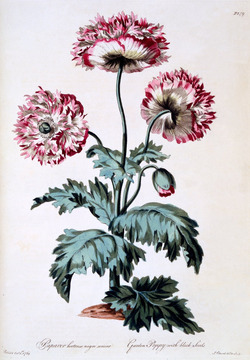 نبات الخشخاش مع بذور سوداء ، رسم توضيحي من "الأعشاب البريطانية" ، نُشر في مارس 1770 بواسطة جون إدواردز