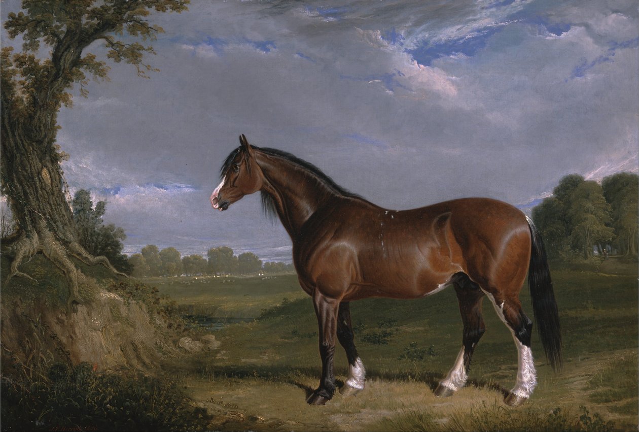 A Clydesdale Stallion بواسطة جون ف. هيرنغ