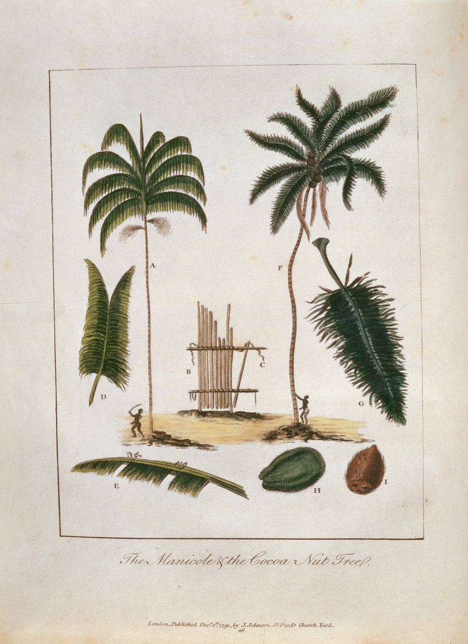 The Manicole and the Cocoa Nut Tree ، from `` سرد قصة خمس سنوات &39;&39; ضد الزنوج الثائرين في سورينام 1772-1777 ، تم نشره عام 1791 (النقش اليدوي) بواسطة جون جابرييل ستيدمان