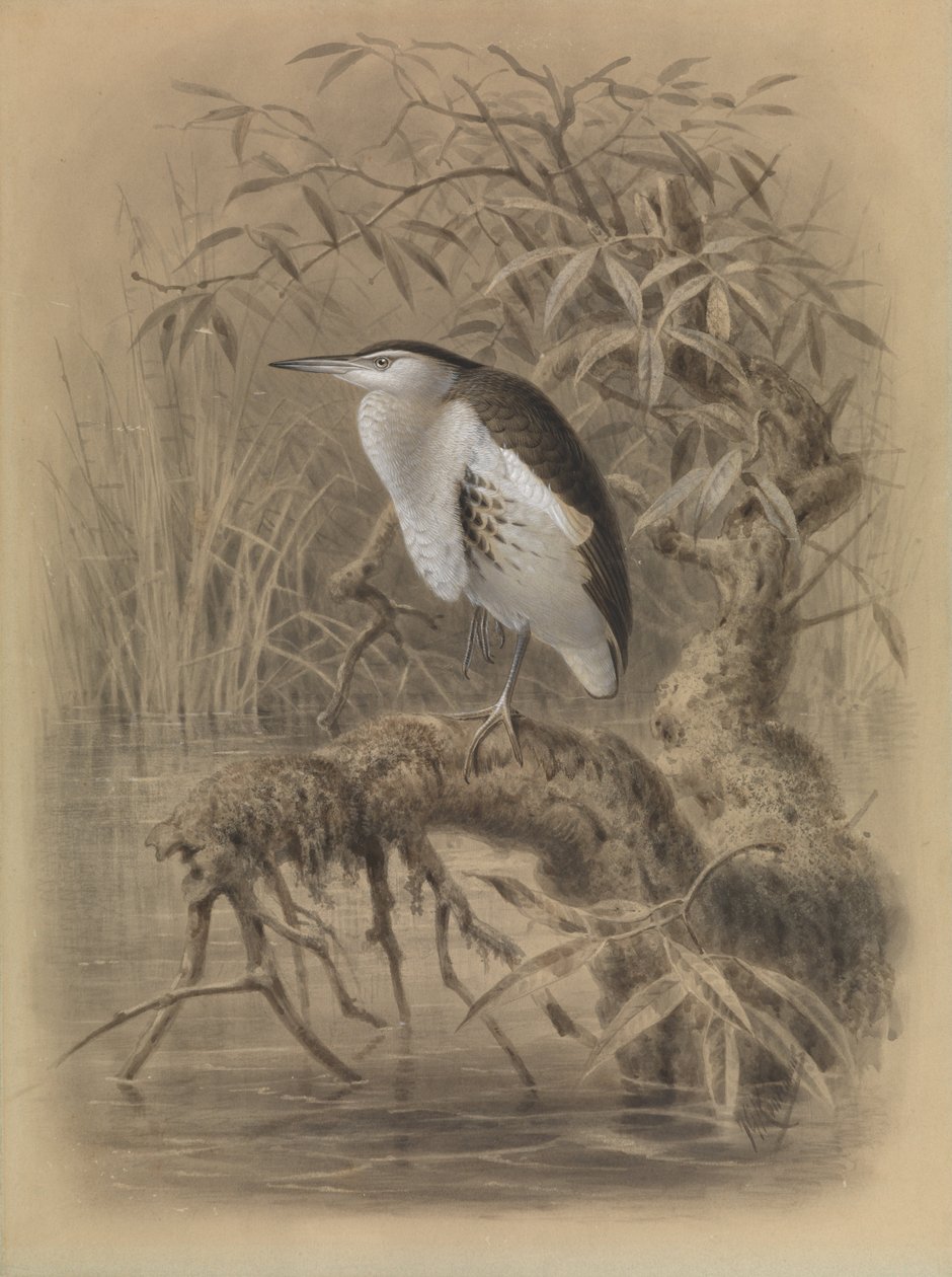 Little Bittern ، Ixobrychus minutus بواسطة جون جيرارد كيلمانز