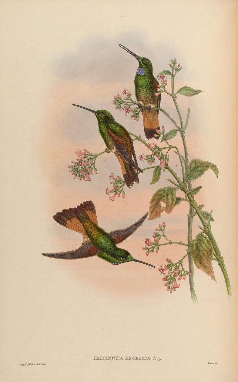 دراسة من Trochilidae ، أو عائلة من طيور الطنان بواسطة جون جولد