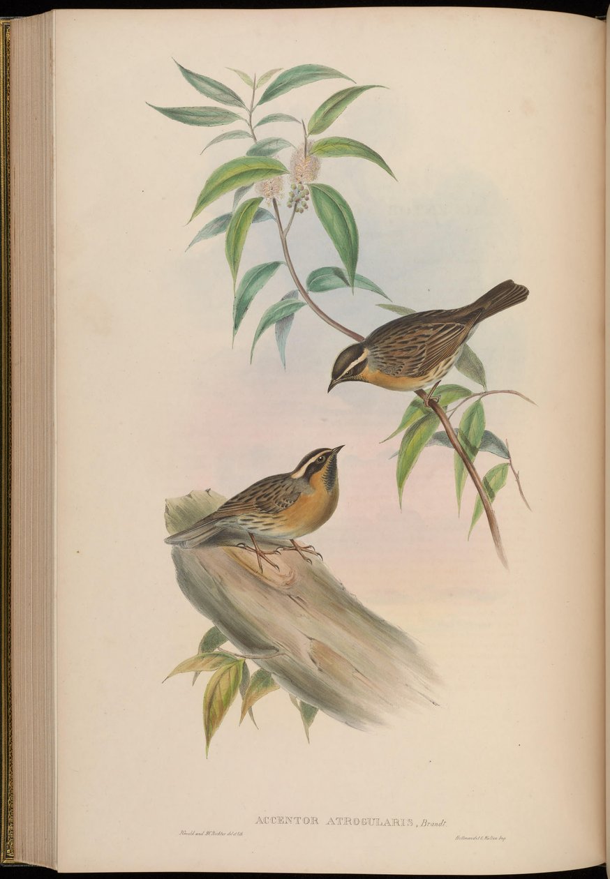 اللكنة الأذينية = Prunella atrogularis بواسطة جون جولد