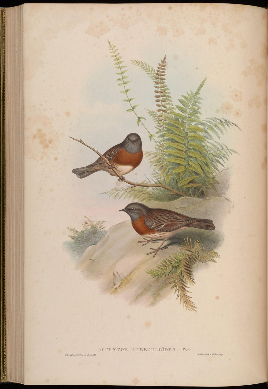 أكسدة روبيكولويدس = Prunella rubeculoides بواسطة جون جولد