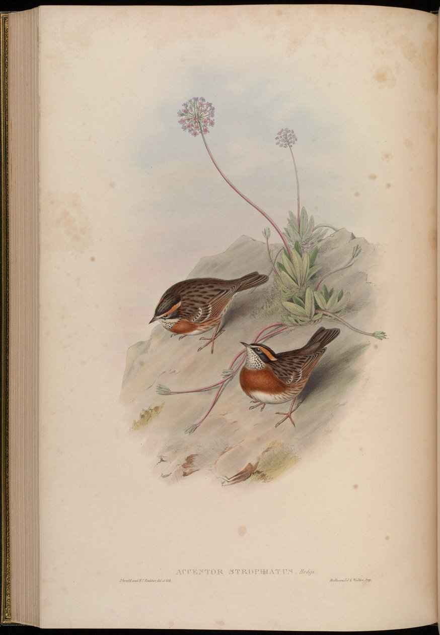 اللكنة Strophiatus = Prunella strophiata بواسطة جون جولد