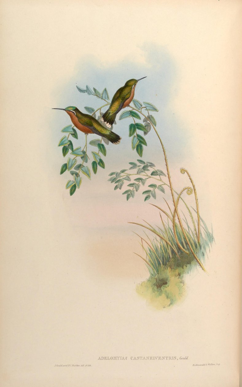 Adelomyia castaneiventris = لامبورنيس castaneoventris أنثى بواسطة جون جولد
