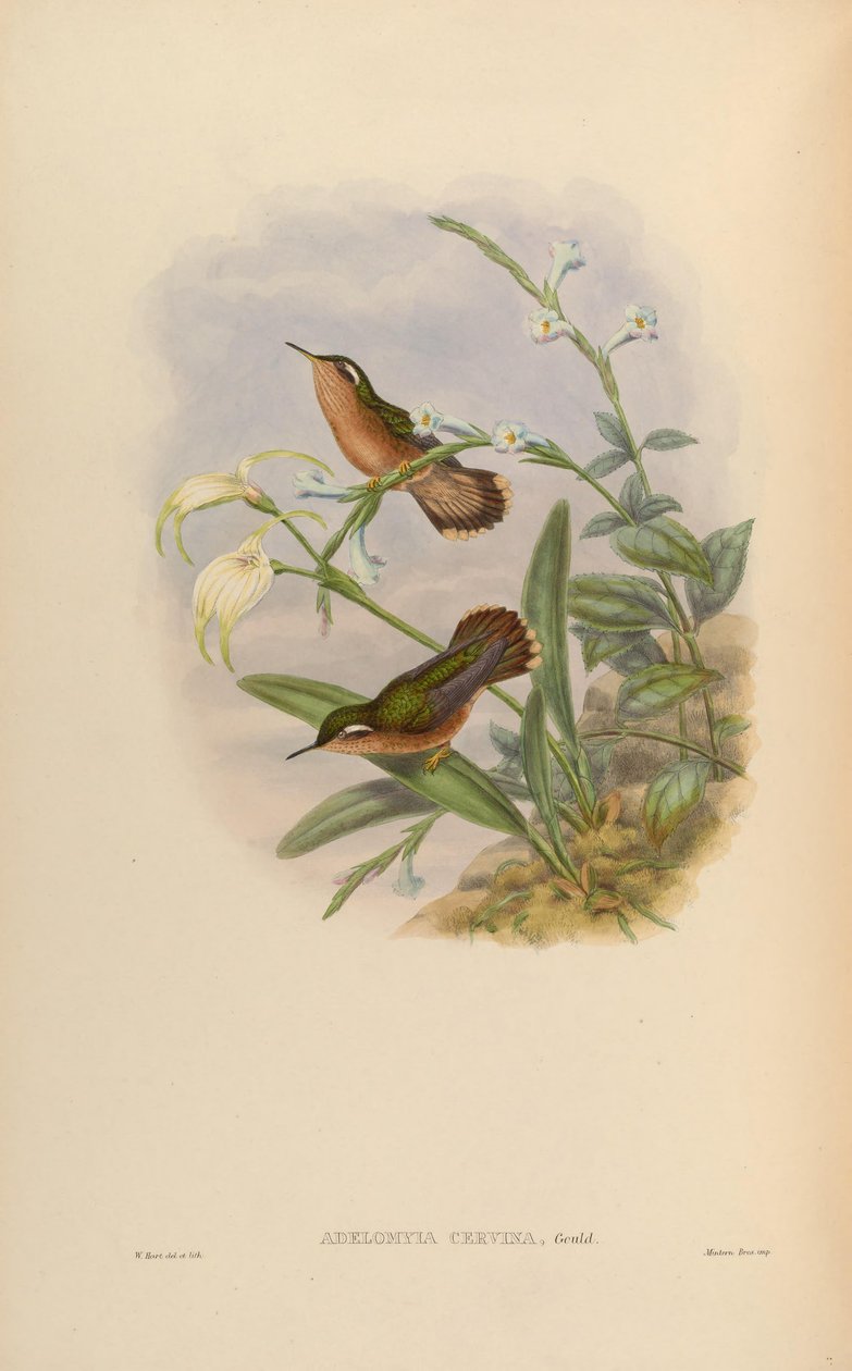 Adelomyia cervina = Adelomyia melanogenys cervina بواسطة جون جولد